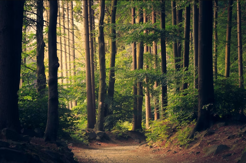 A dolore itaque alia